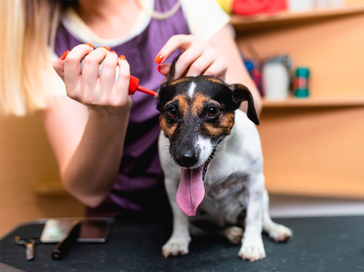 Лопоухий щенок