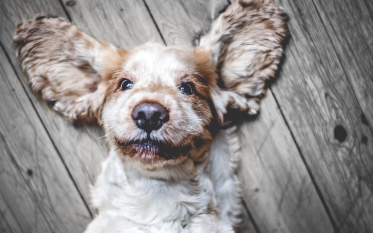 Собаки с загнутыми ушами