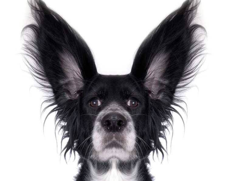 Морда собаки