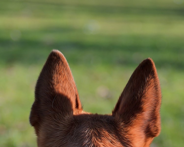 Собака со стоячими ушами