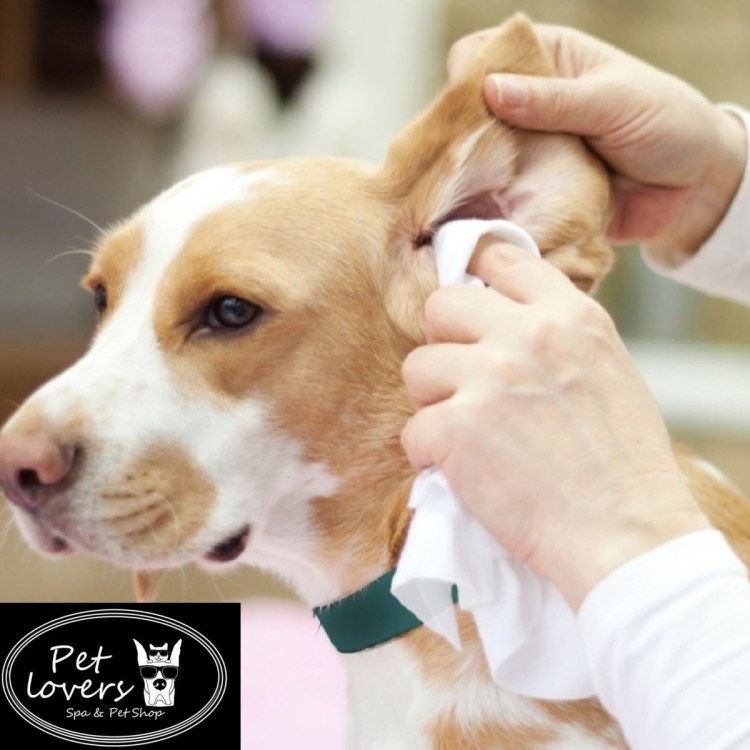 Собака думает