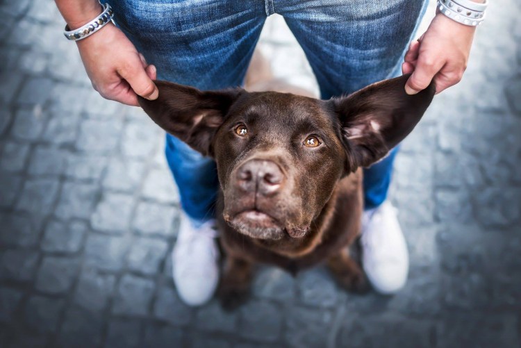 Собачьи уши