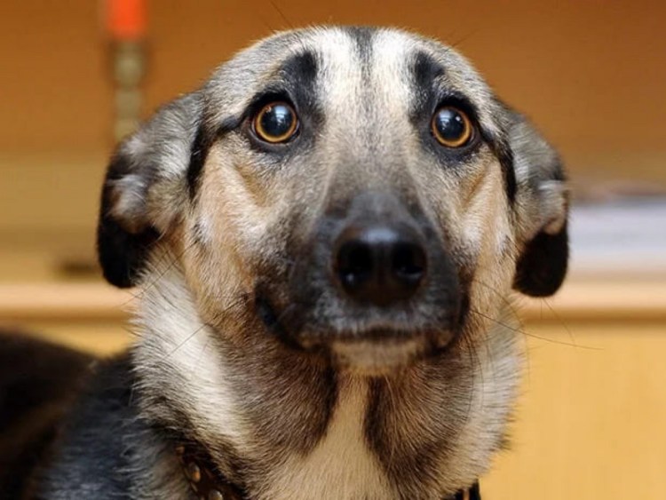 Уши животных на ободок