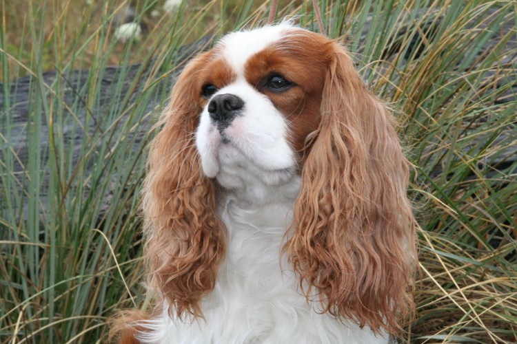 Королевский кокер спаниель