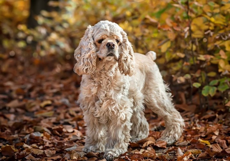 Американский кокер спаниель