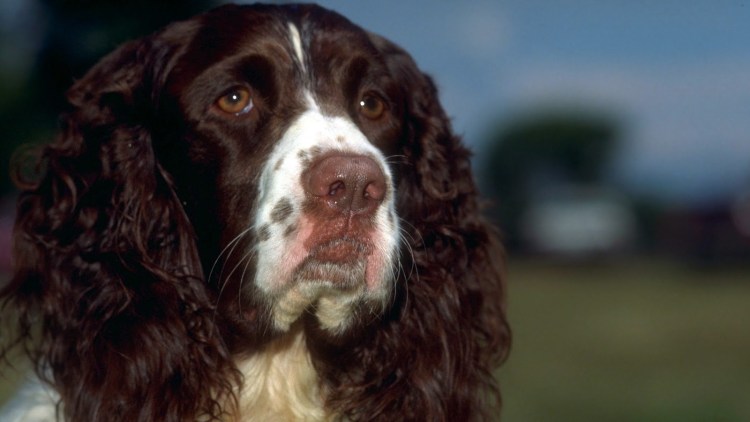 Спаниель Длинноухий