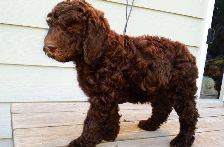 Порода Кинг Чарльз спаниель