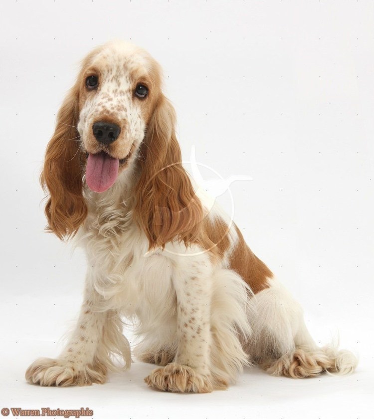Золотистый кокер спаниель