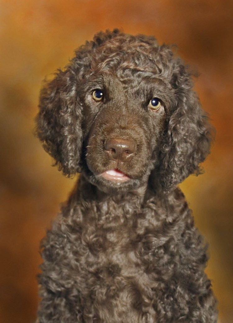 Кокер спаниель кокапу