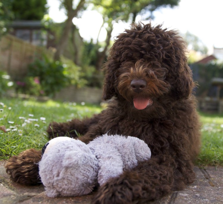 Английский кокер-спаниель
