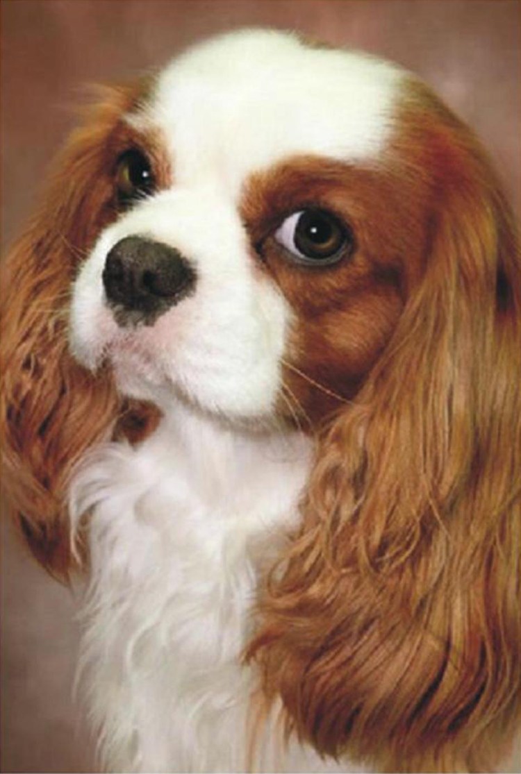 Английский кокер спаниель черный