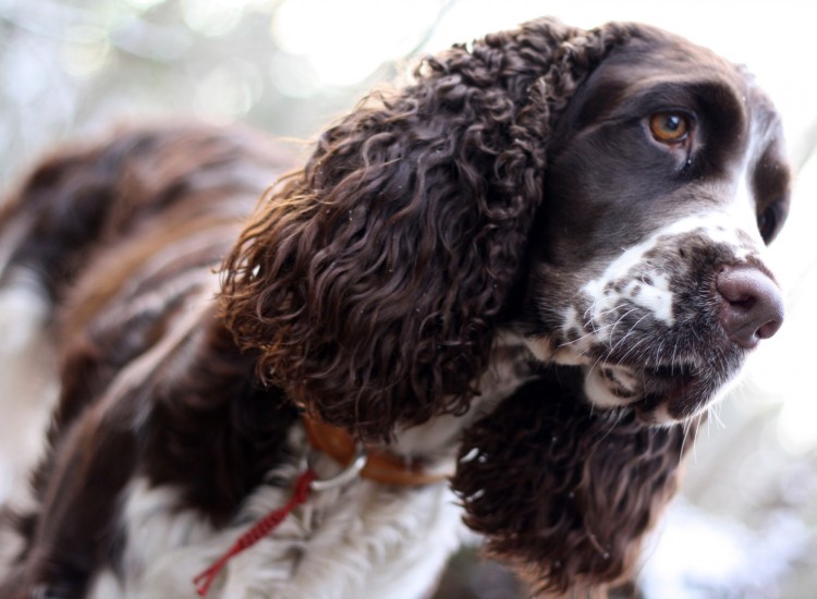 Американский кокер спаниель