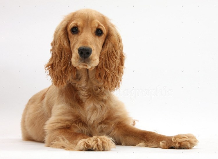 Английский кокер-спаниель