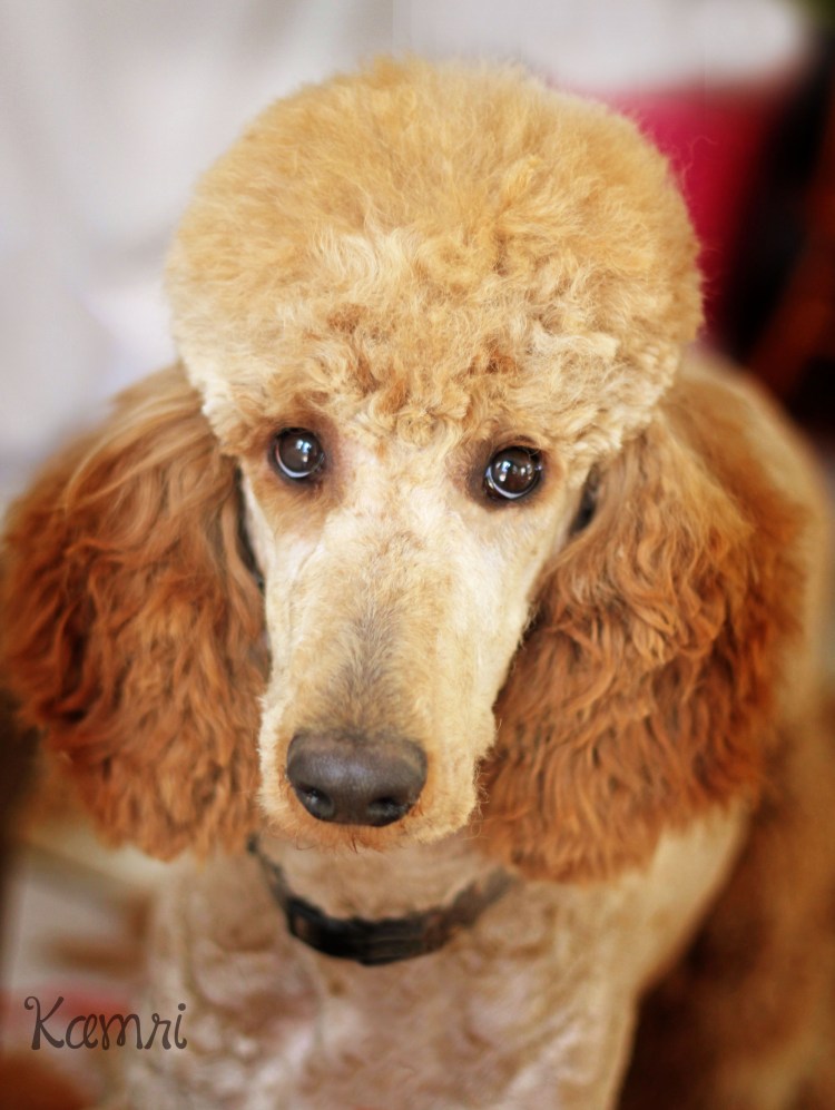 Королевский пудель