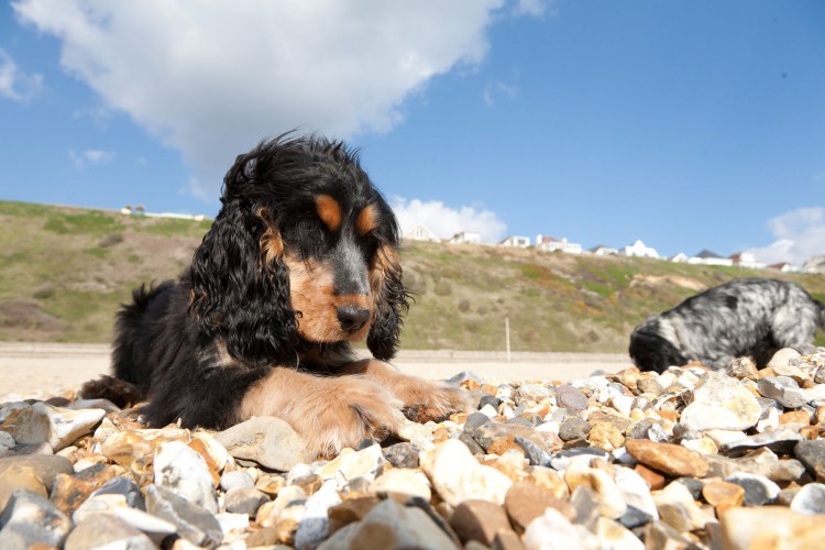 Кокер спаниель охотничья собака