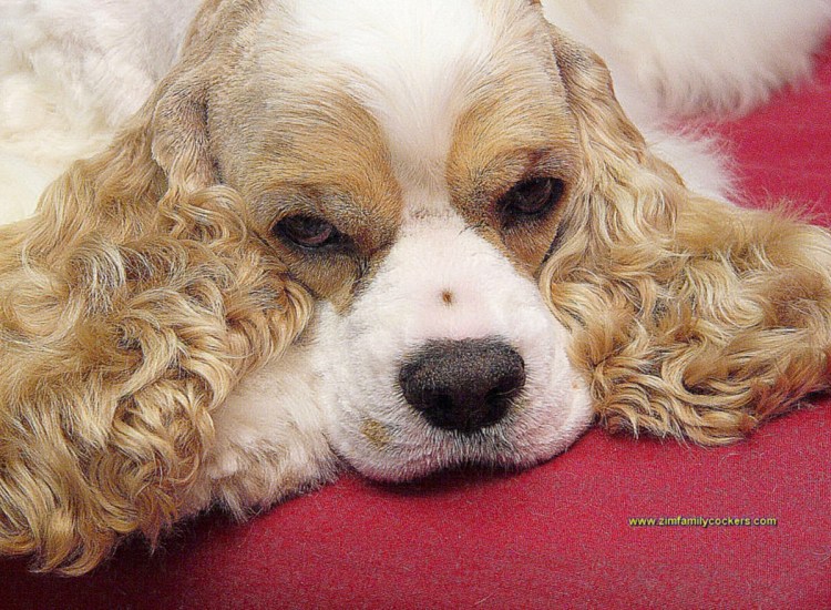 Кокер спаниель терьер