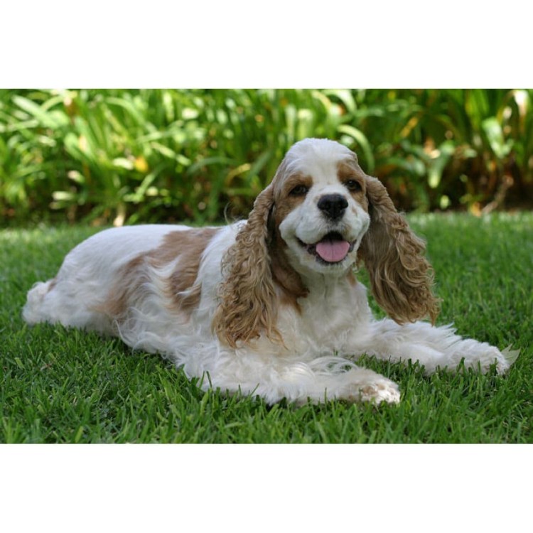 Американский кокер спаниель