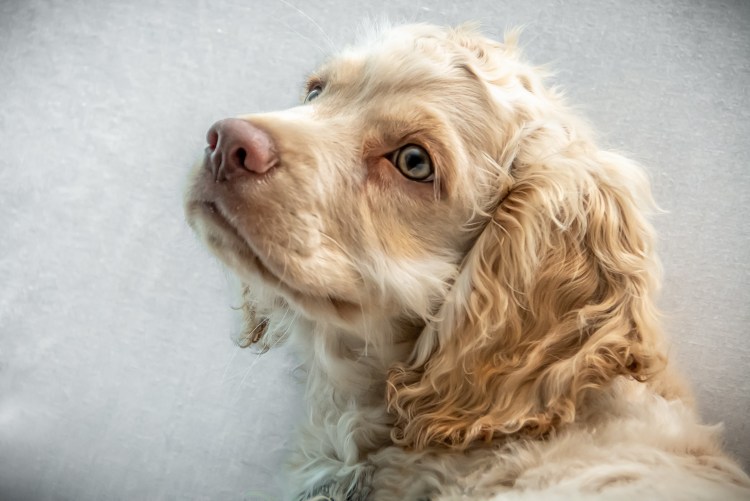 Английский кокер-спаниель