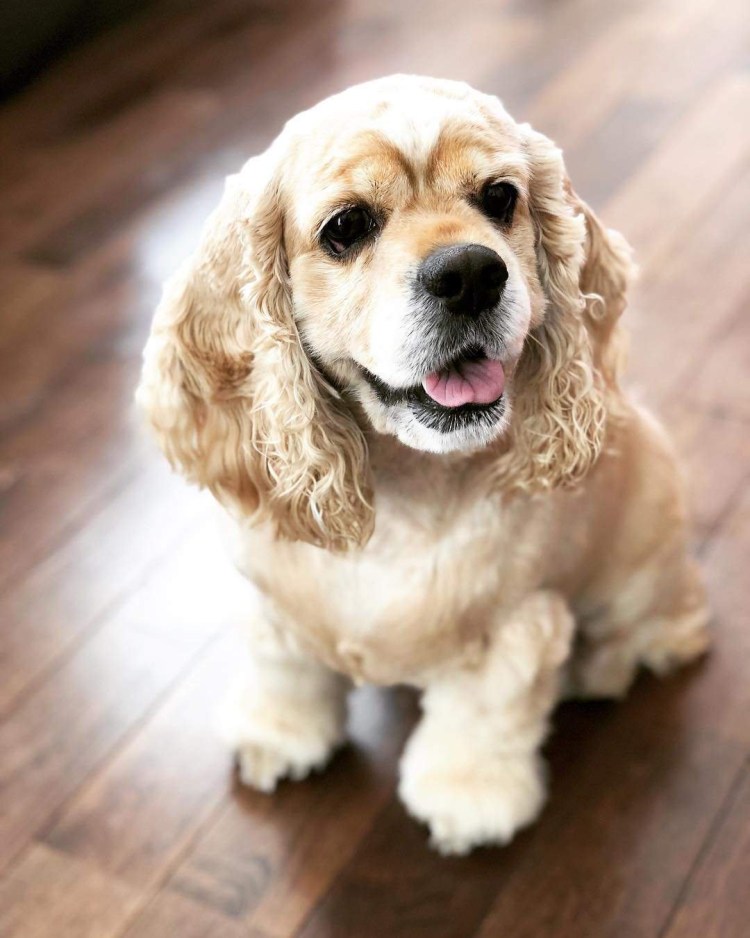 Американский кокер спа