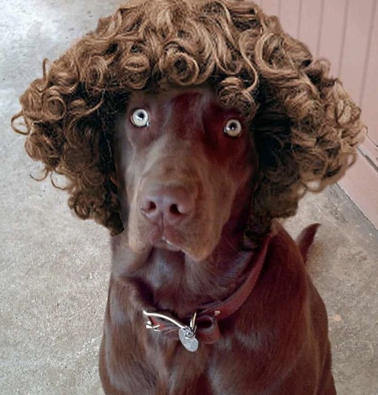 Королевский пудель черный