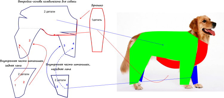 Как снять мерки с собаки для комбинезона