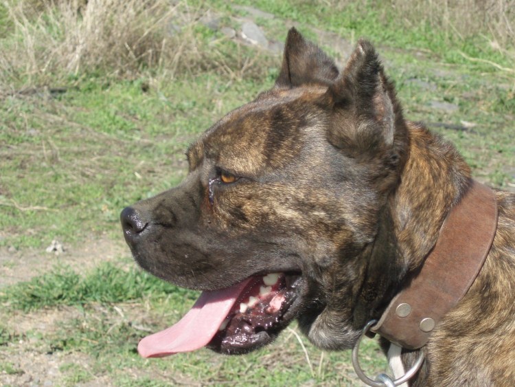 Метис алано Эспаньол