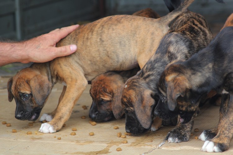 Алано Эспаньол щенки