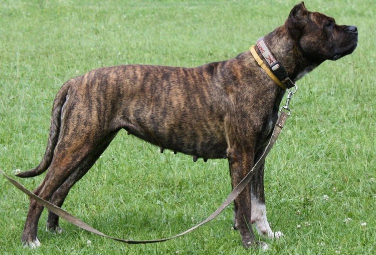 Испанский дог алано