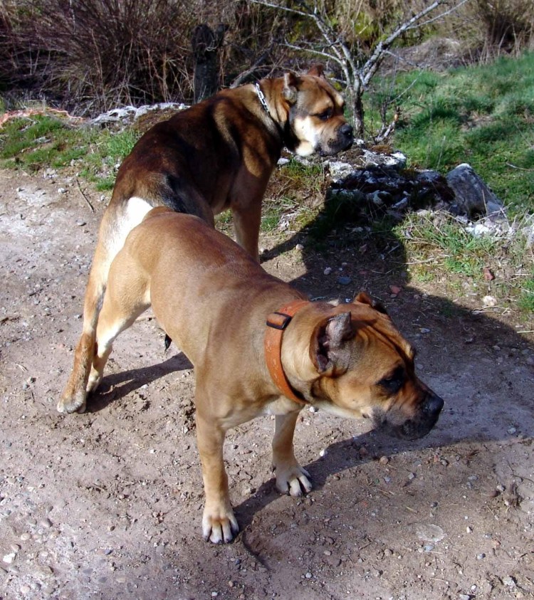 Алано Испаньола