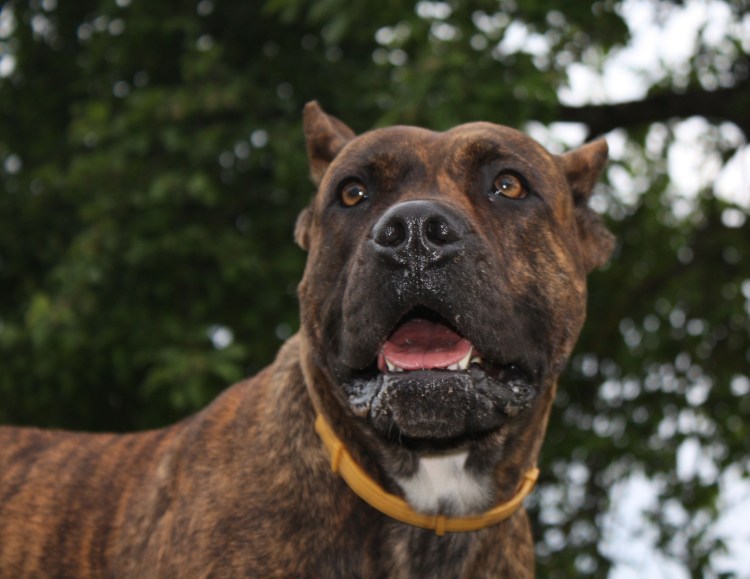 Порода алано Эспаньол