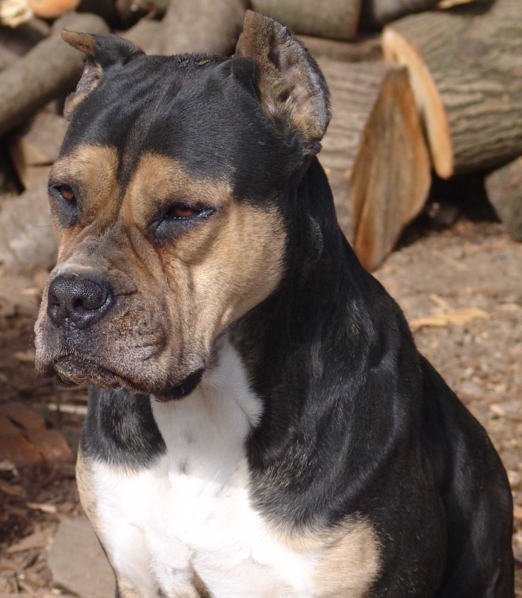 Испанский дог алано