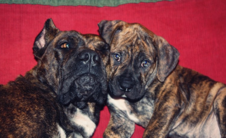 Алано Эспаньол собака