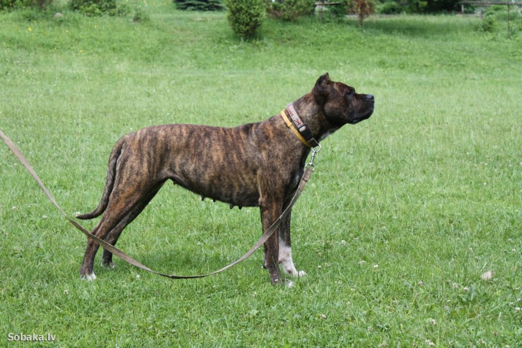 Бриндизиец порода собак