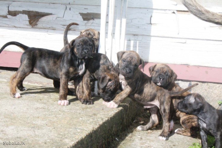 Алано Эспаньол собака щенок