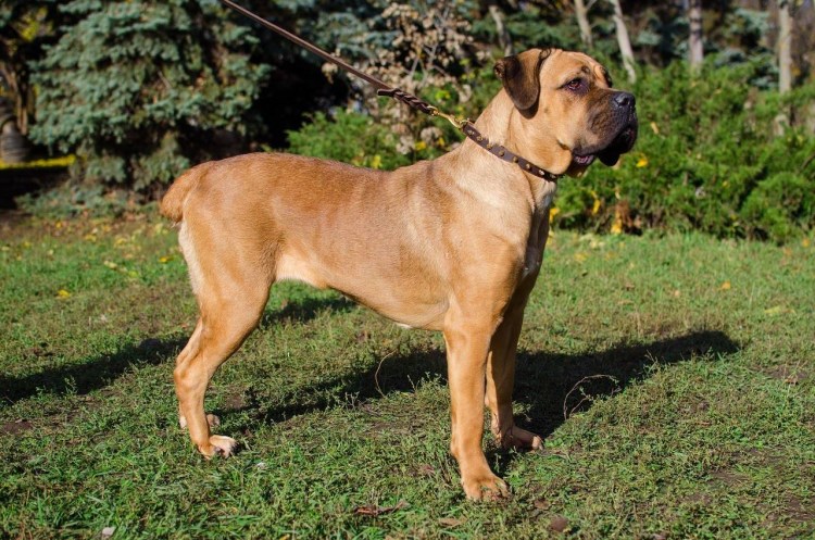 Испанский алано