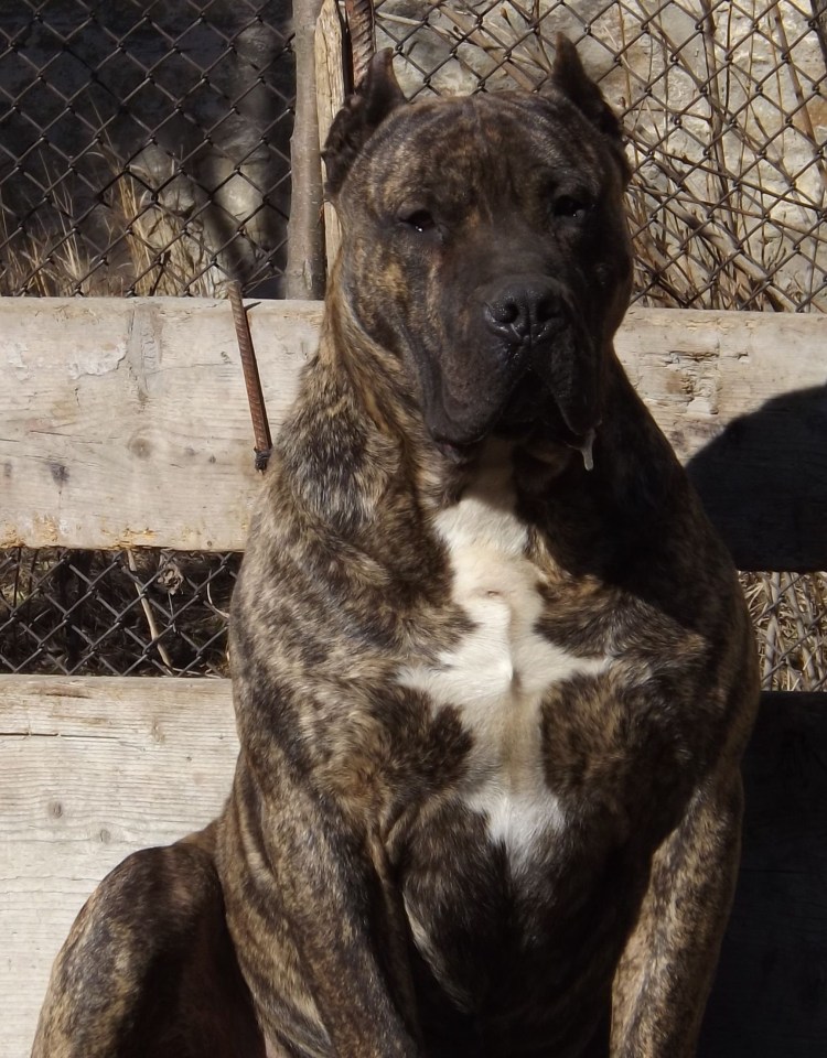 Испанский алано