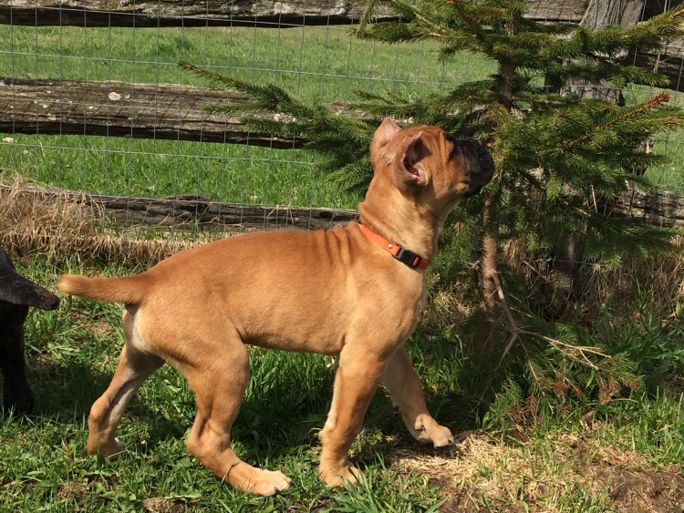 Алано Эспаньол собака