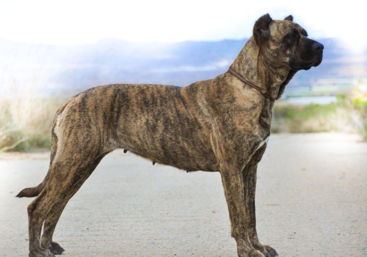 Алано Миллер