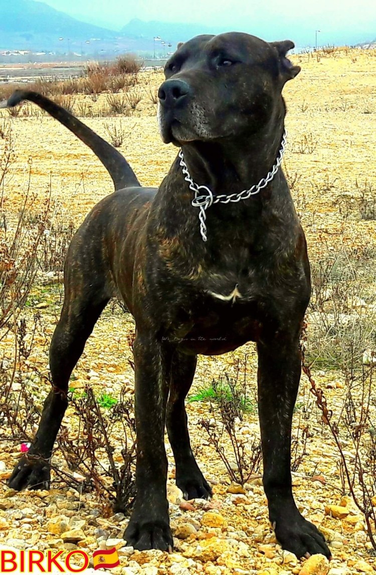 Испанский дог алано