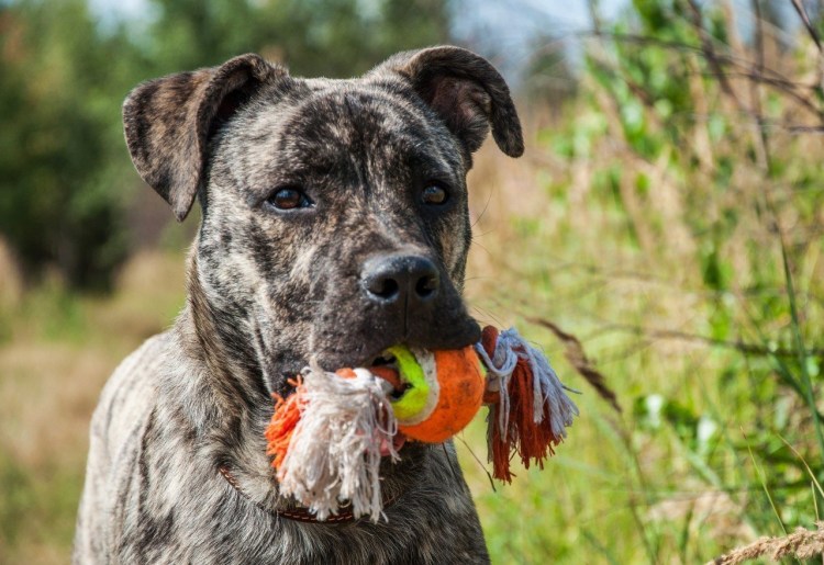 Алано Эспаньол собака