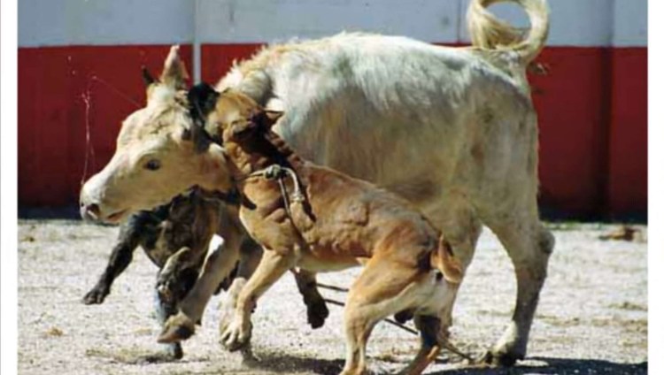 Алано Эспаньол против питбуля