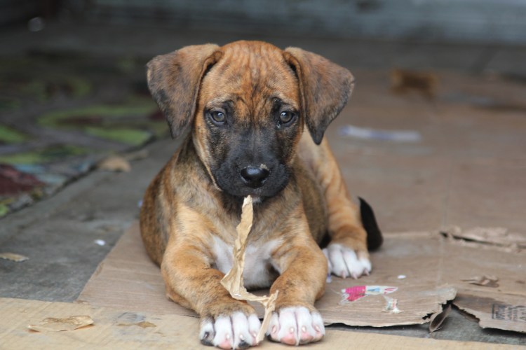 Аланский дог щенок