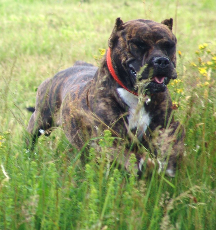 Алано Эспаньол собака