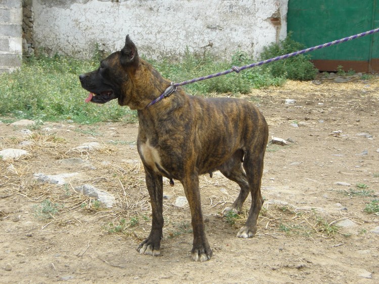 Испанский алано черный