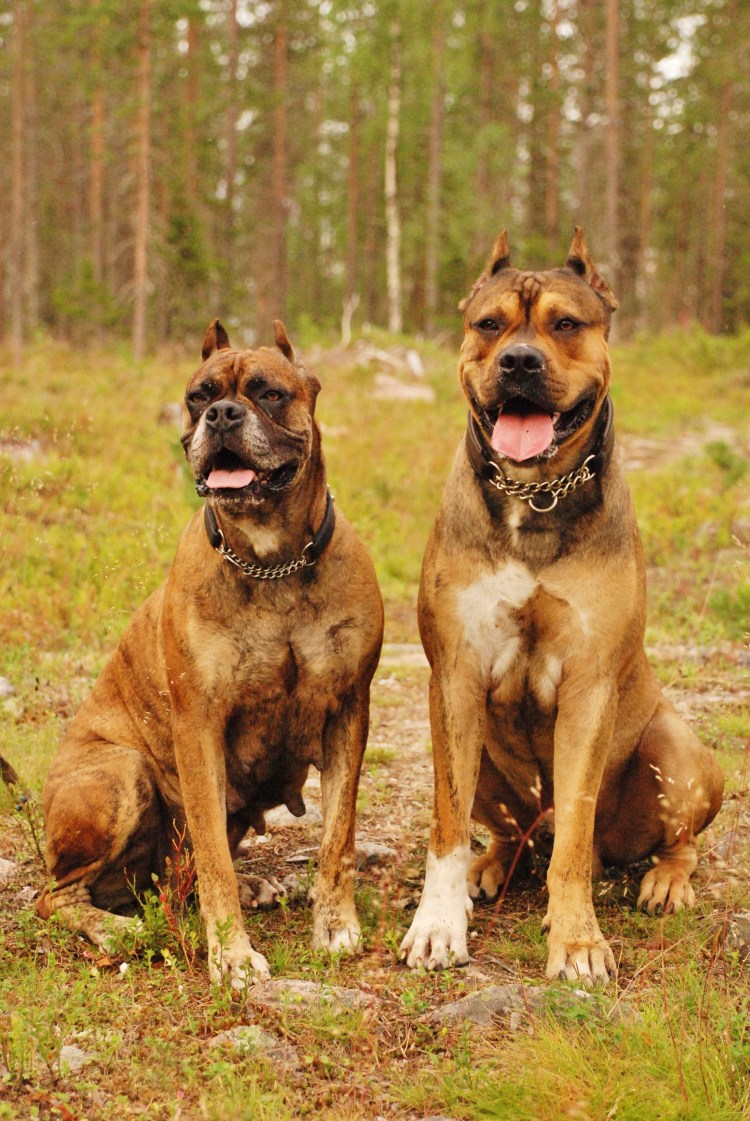 Испанский бульдог алано