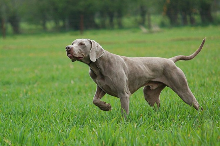 Веймаранер щенок
