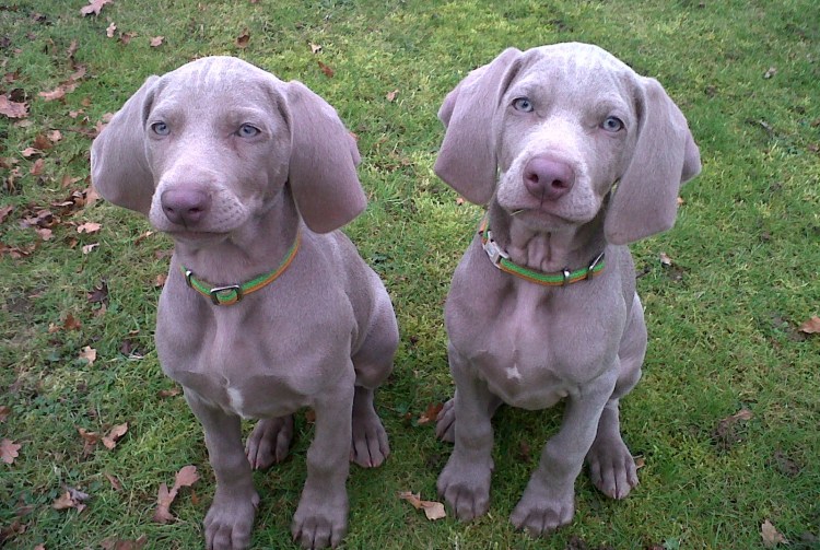 Гончая Веймаранер