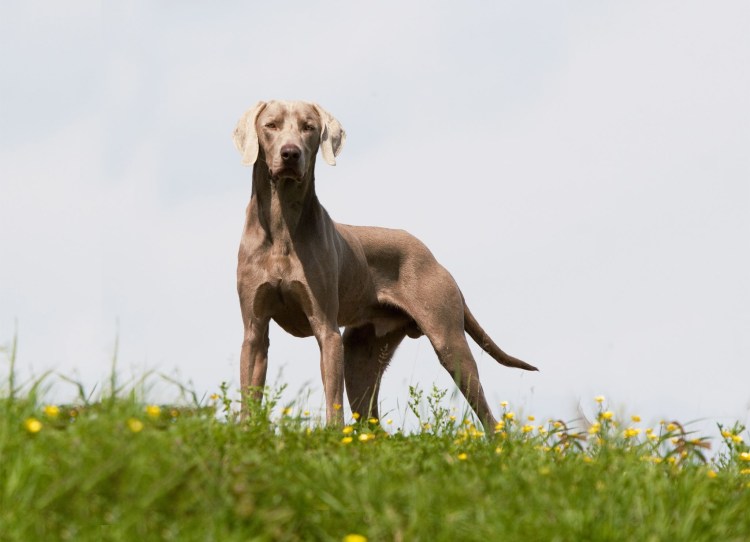 Веймаранер легавые собаки