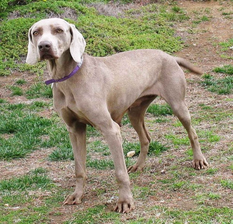 Веймаранер 1920х1080 HD