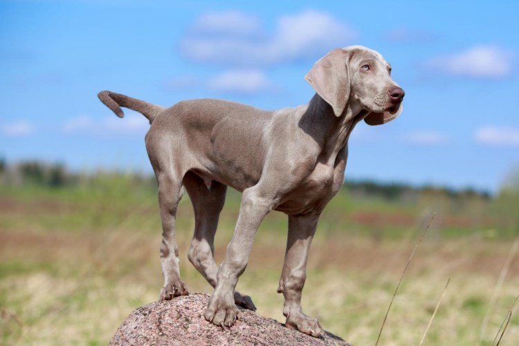 Веймаранер черный